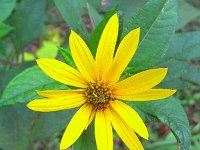 Flowers 2 River Walk